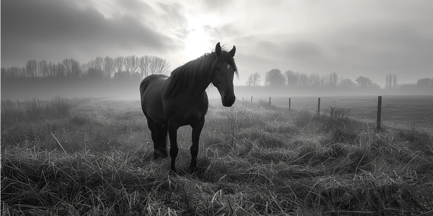 Pochówek zwierząt - o czym każdy właściciel musi pamiętać